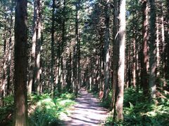 -重庆睡佛山森林公园