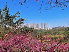 -重庆彩云湖湿地公园
