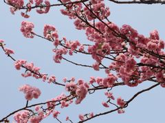 -天适樱花悠乐园
