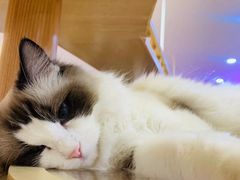 -滚猫咖啡·猫咖·猫友好撸猫(未来城店)