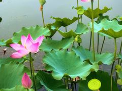 -莲花池公园