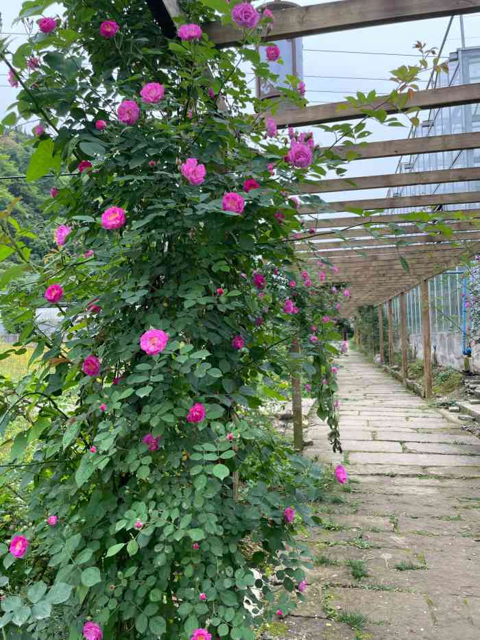 天池百花谷-"交通:正值五一黄金周去拔草,高速路肯定是.