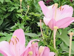 -长春公园(普阳街道)