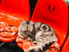 -猫咪博物馆(顶澳仔猫街店)