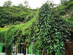 -鲤鱼塘农家山庄