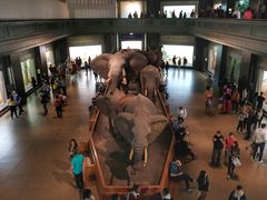 -美国自然历史博物馆