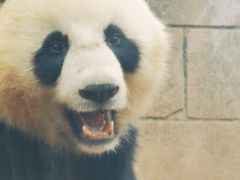 -中国大熊猫保护研究中心雅安碧峰峡基地