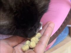 -谐和贝康宠物医院24小时·宠保定点(急重症转诊中心)