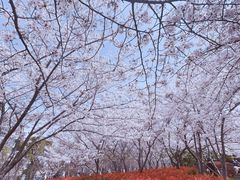 -高东镇樱花园