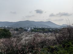 -香雪海