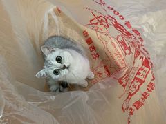 -纳吉亚猫专科动物诊疗中心(蒋宅口分院)