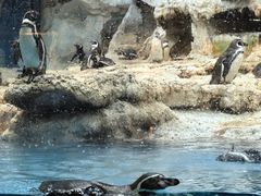 -帝企鹅自助餐厅•儿童岛•真企鹅(长隆企鹅酒店)