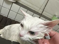 -宠颐生动物医院·猫科·心脏科(海口分院)