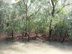 android_upload_pic-大湾区中央湿地公园