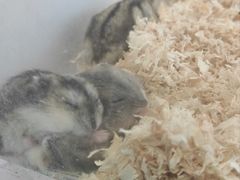 -怪兽屋·羊驼·猫咖·狗咖(俊华广场店)