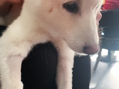 -柴源莊·柴小宠柴犬咖啡