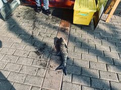 -全乐鱼馆·淳牌有机鱼直营店