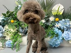 -BABIT巴比特宠物(MOMOPARK店)