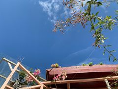 -喵屿·大理花园猫咖