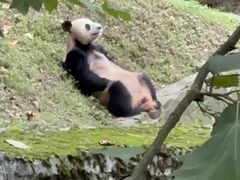 -都江堰中华大熊猫苑