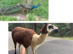 -云南野生动物园