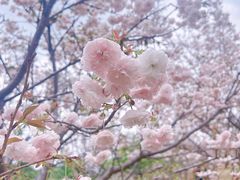 -天适樱花悠乐园