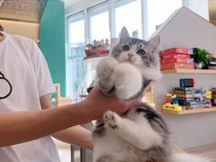-飞行喵MR PILOT|猫舍·猫咖(静安大融城店)