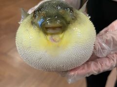 -肆月河豚·新淮扬(金融街店)