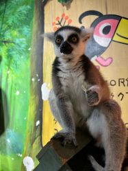 -Zoolung Zoolung动物主题公园(海信广场店)