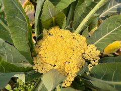 -中国天府农业博览园