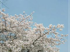 -红梅公园