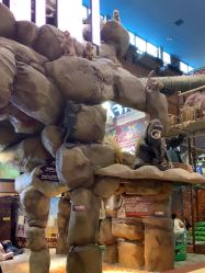 -卡通尼·Safari非洲探索乐园·生日会(金桥国际商业广场店)