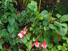 -国家植物园南园