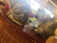 -猫色咖啡·猫咖