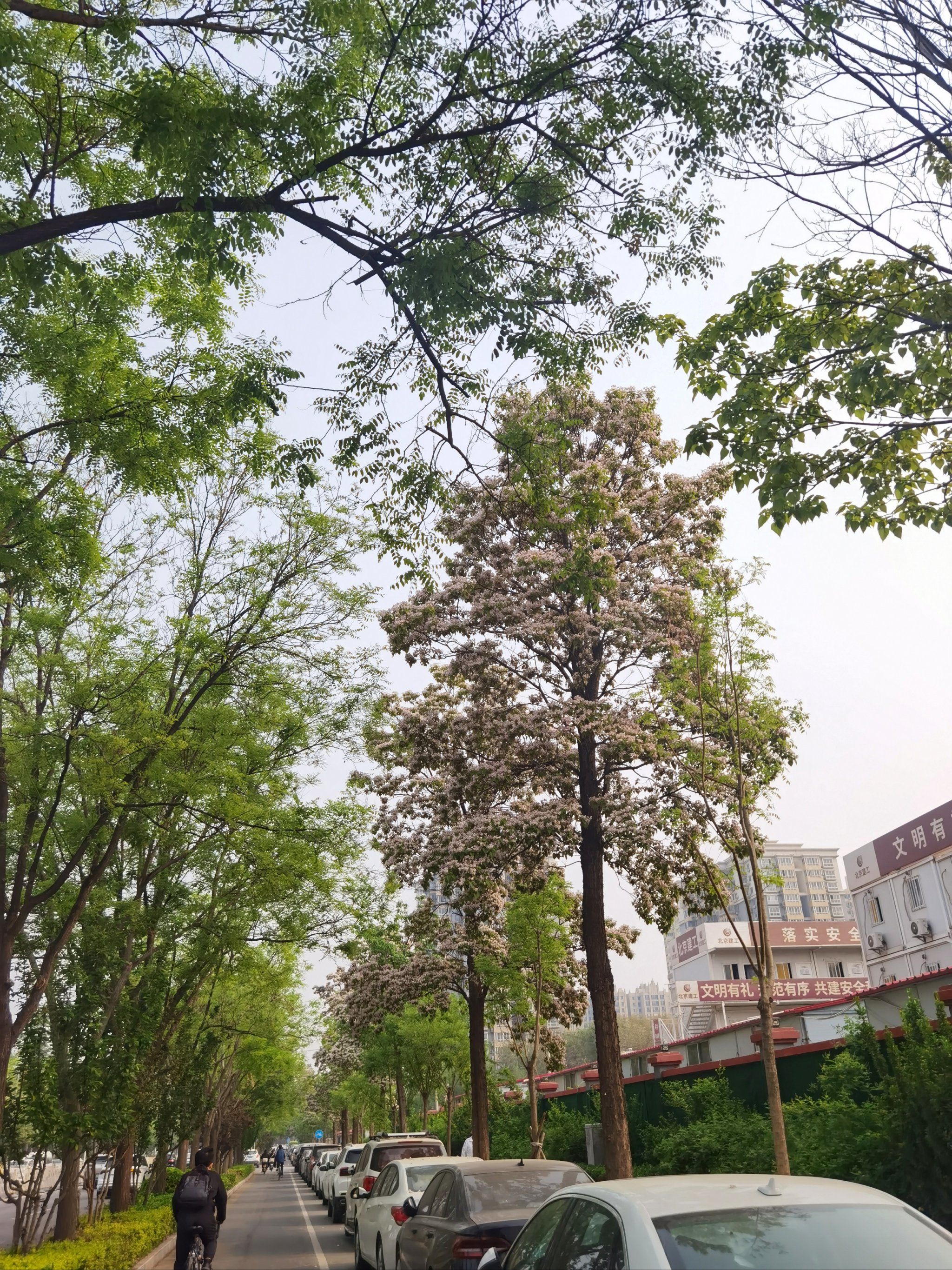 这是什么开花树?