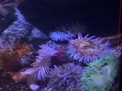 -瑞普利水族馆