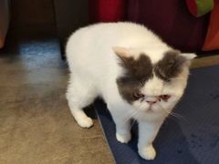 -东方名猫馆·英短金渐层布偶猫舍(环线广场1号楼店)