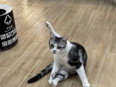 -李小姐の猫咖啡馆(五角场店)