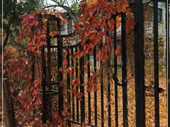 -北京大学燕东园