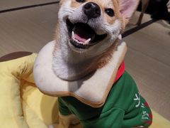 -逗柴咖啡屋·狗咖猫咖宠物桌游