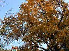 -四川大学(华西校区)