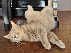 -猫岛主趣味餐厅(鼓浪屿店)