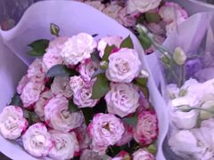 -花鸟鱼虫鲜花绿植市场(玉泉路店)