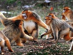 -西安秦岭野生动物园