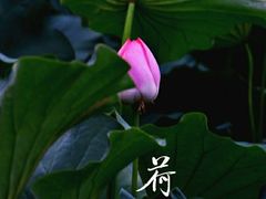 -白洋淀景区
