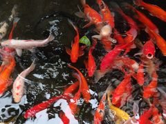 -野蔓果·山野菜(西湖景区·龙井茶田店)