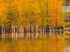 -白鹭湾湿地公园