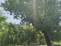 -莲花池公园