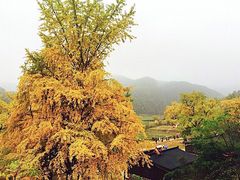 -千年银杏谷文化旅游区