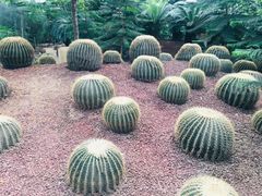 -呀路古热带植物园